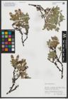Foto von Salix myrsinites L.